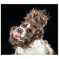 Shake it: Уникален проект с кучета на забавен каданс